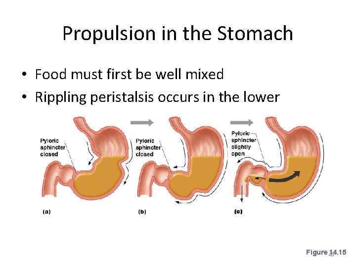 Propulsion in the Stomach • Food must first be well mixed • Rippling peristalsis