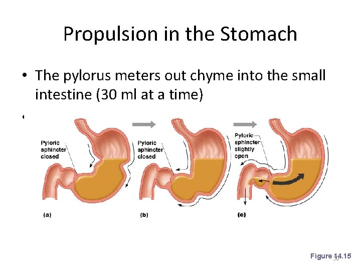 Propulsion in the Stomach • The pylorus meters out chyme into the small intestine