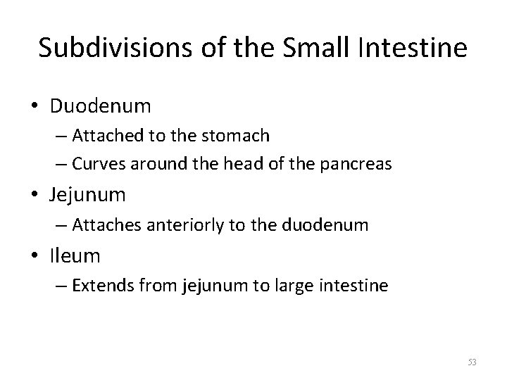 Subdivisions of the Small Intestine • Duodenum – Attached to the stomach – Curves