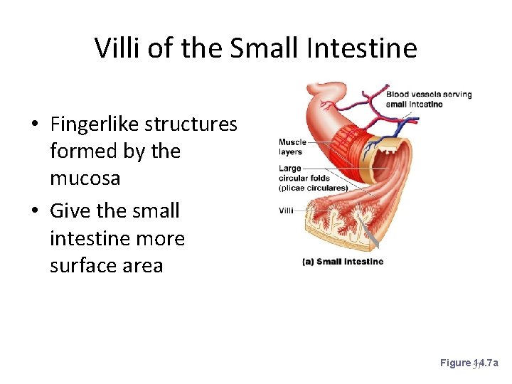Villi of the Small Intestine • Fingerlike structures formed by the mucosa • Give