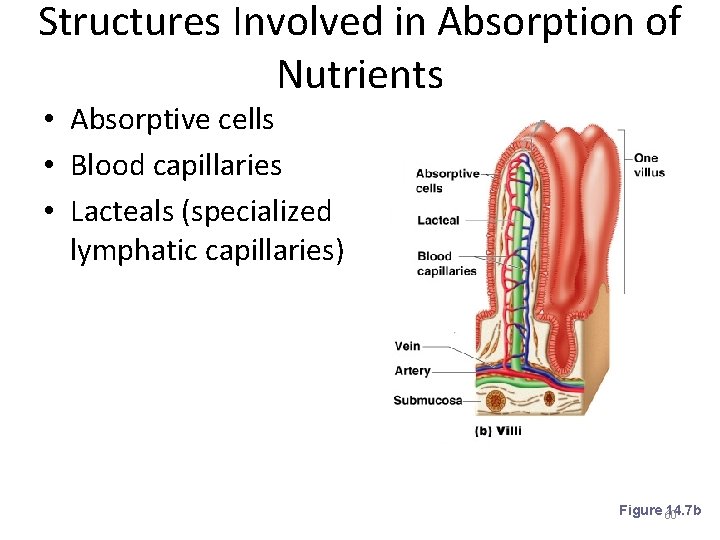 Structures Involved in Absorption of Nutrients • Absorptive cells • Blood capillaries • Lacteals