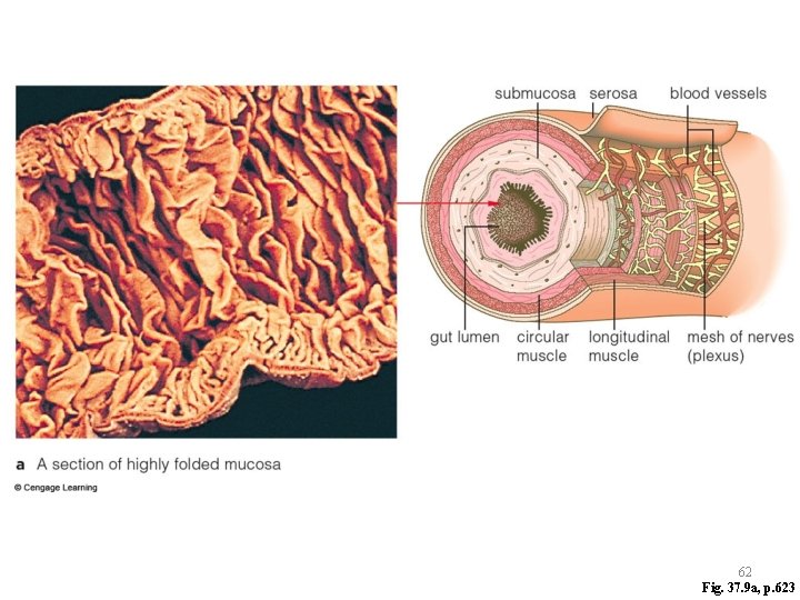 62 Fig. 37. 9 a, p. 623 