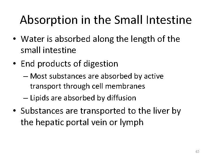Absorption in the Small Intestine • Water is absorbed along the length of the