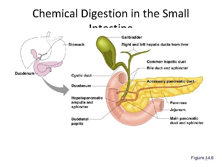Chemical Digestion in the Small Intestine Figure 67 14. 6 