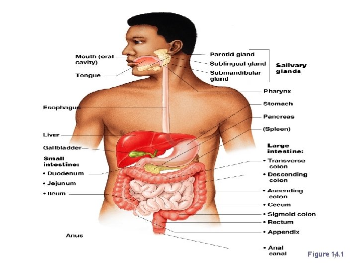 Organs of the Digestive System Figure 14. 1 7 