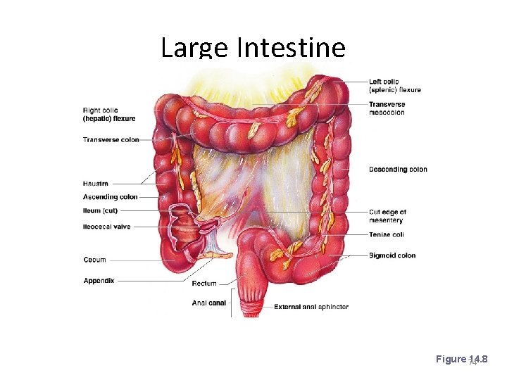 Large Intestine Figure 74 14. 8 
