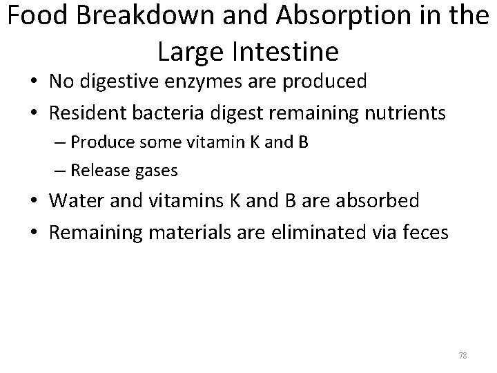 Food Breakdown and Absorption in the Large Intestine • No digestive enzymes are produced