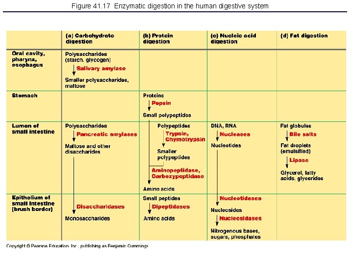 Figure 41. 17 Enzymatic digestion in the human digestive system 