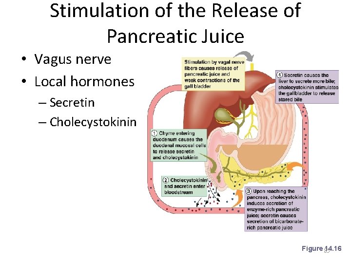 Stimulation of the Release of Pancreatic Juice • Vagus nerve • Local hormones –