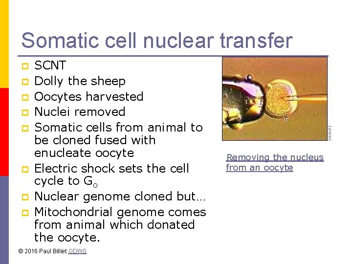 Somatic cell nuclear transfer p p p p SCNT Dolly the sheep Oocytes harvested