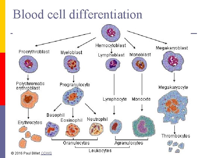 Blood cell differentiation © 2016 Paul Billiet ODWS 