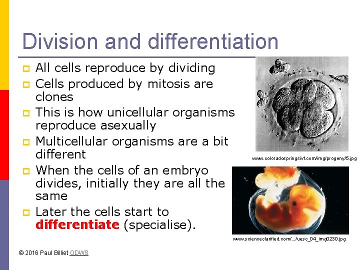 Division and differentiation p p p All cells reproduce by dividing Cells produced by