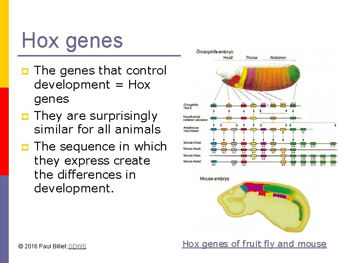 Hox genes p p p The genes that control development = Hox genes They