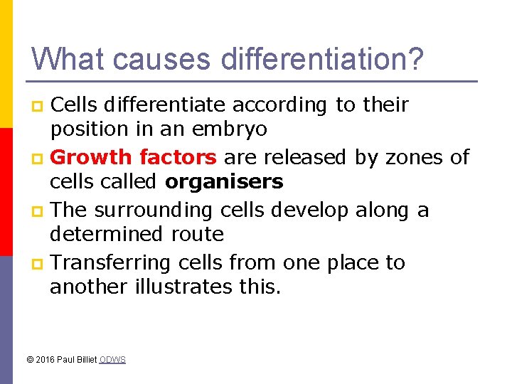 What causes differentiation? Cells differentiate according to their position in an embryo p Growth