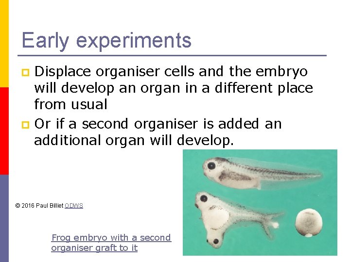 Early experiments Displace organiser cells and the embryo will develop an organ in a