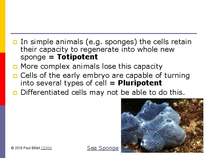 p p In simple animals (e. g. sponges) the cells retain their capacity to