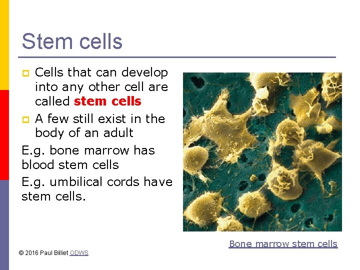 Stem cells Cells that can develop into any other cell are called stem cells