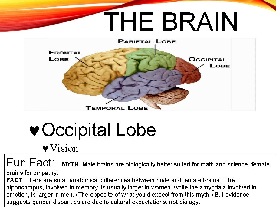 THE BRAIN Occipital Lobe Vision Fun Fact: MYTH Male brains are biologically better suited