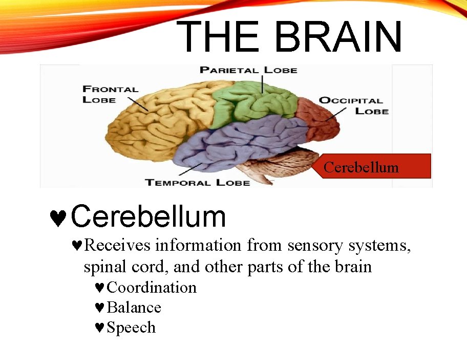 THE BRAIN Cerebellum Receives information from sensory systems, spinal cord, and other parts of