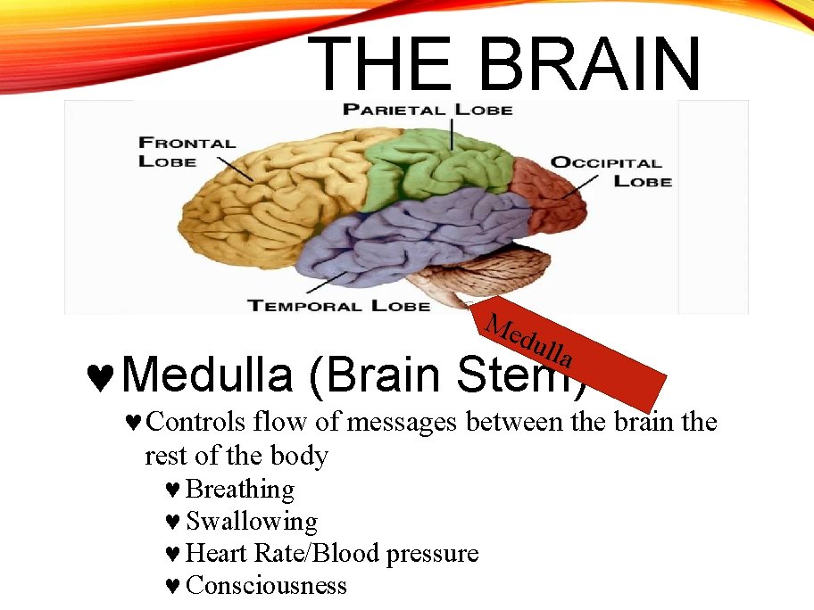 THE BRAIN Me dul la Medulla (Brain Stem) Controls flow of messages between the