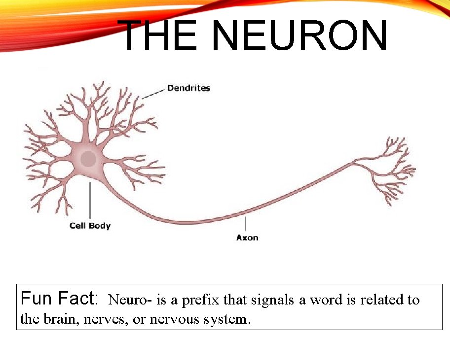 THE NEURON Fun Fact: Neuro- is a prefix that signals a word is related