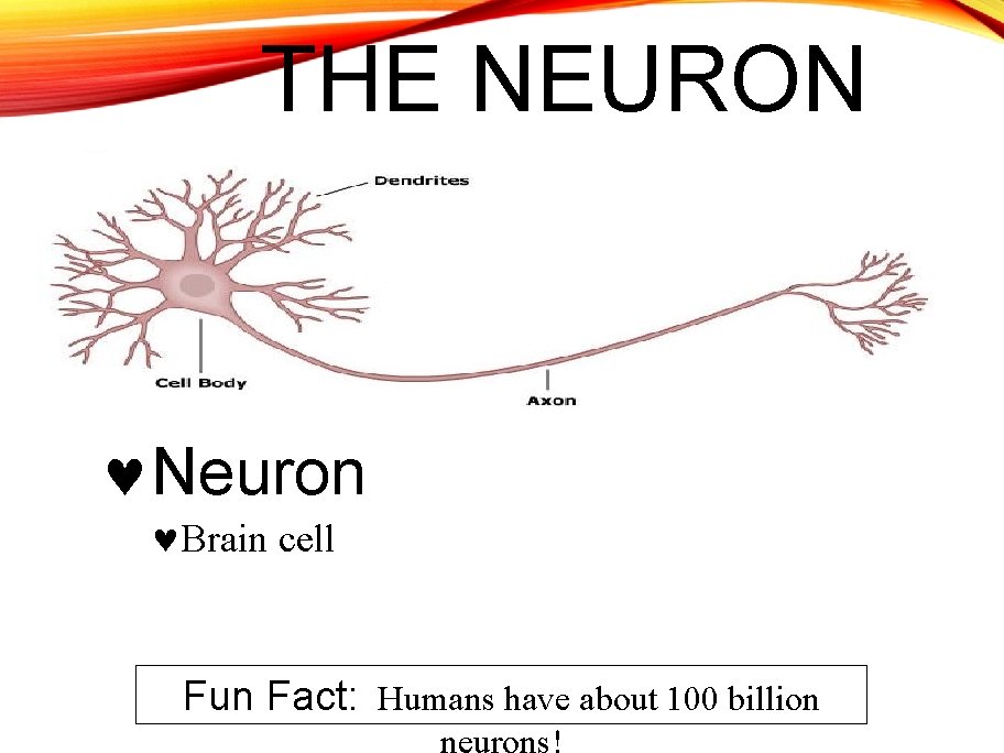 THE NEURON Neuron Brain cell Fun Fact: Humans have about 100 billion 