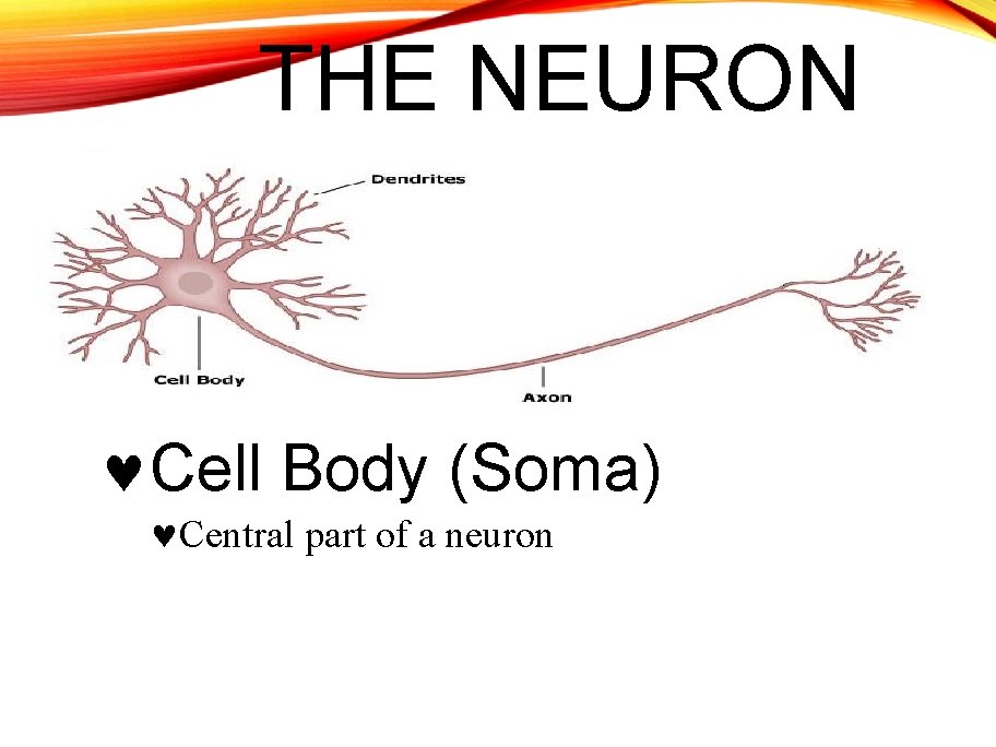 THE NEURON Cell Body (Soma) Central part of a neuron 
