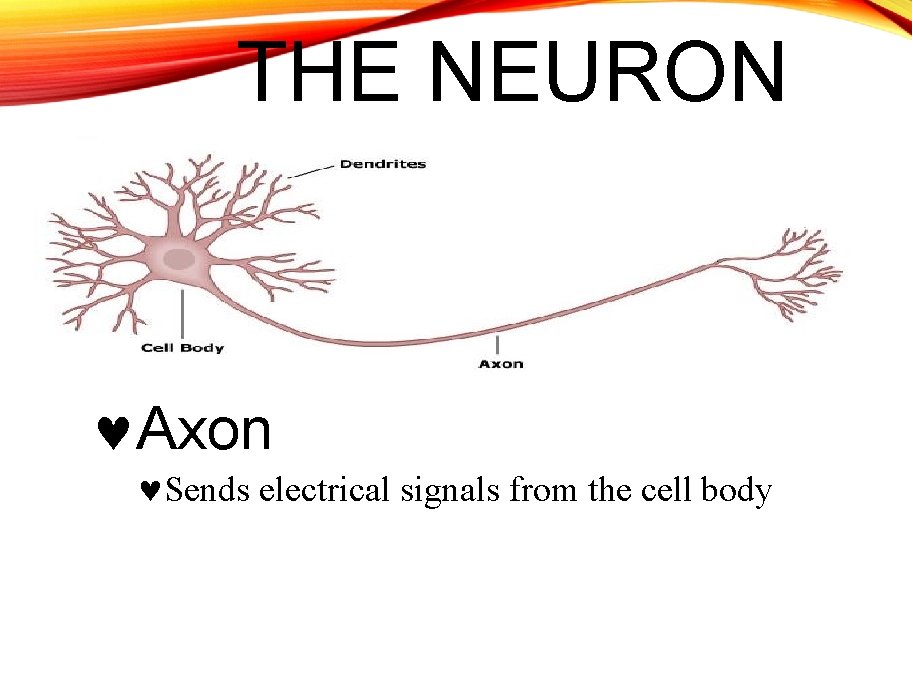 THE NEURON Axon Sends electrical signals from the cell body 