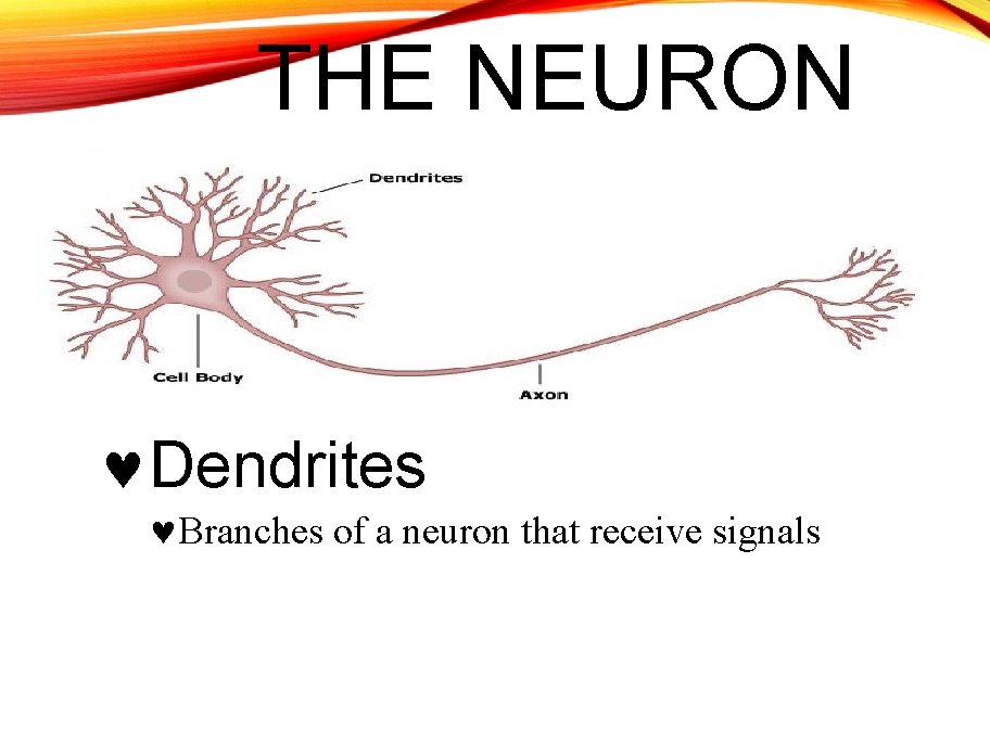 THE NEURON Dendrites Branches of a neuron that receive signals 