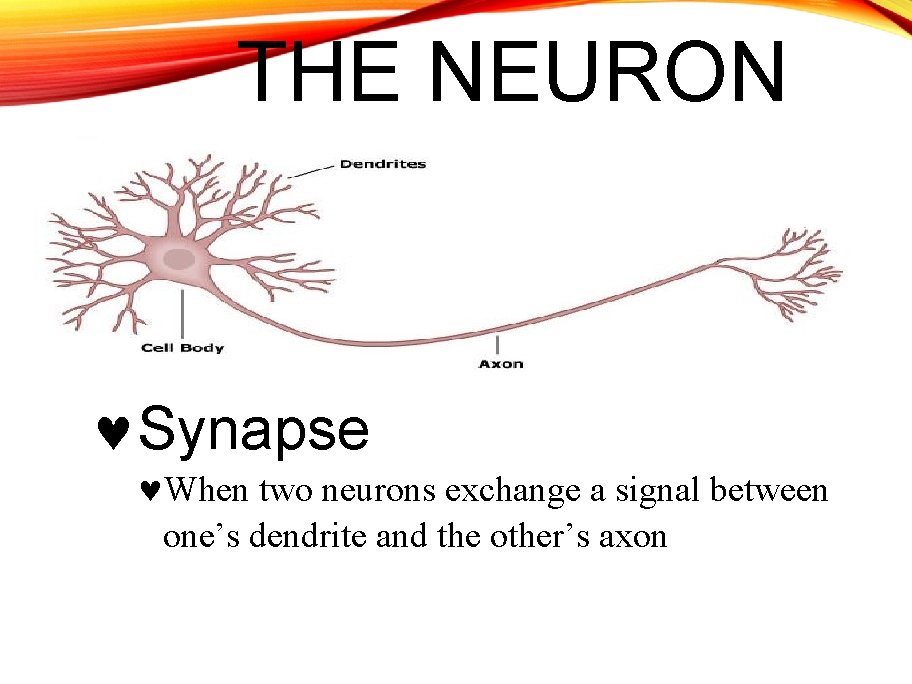 THE NEURON Synapse When two neurons exchange a signal between one’s dendrite and the