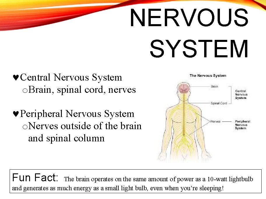 NERVOUS SYSTEM Central Nervous System o. Brain, spinal cord, nerves Peripheral Nervous System o.