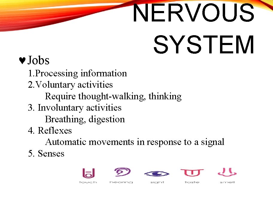  Jobs NERVOUS SYSTEM 1. Processing information 2. Voluntary activities Require thought-walking, thinking 3.