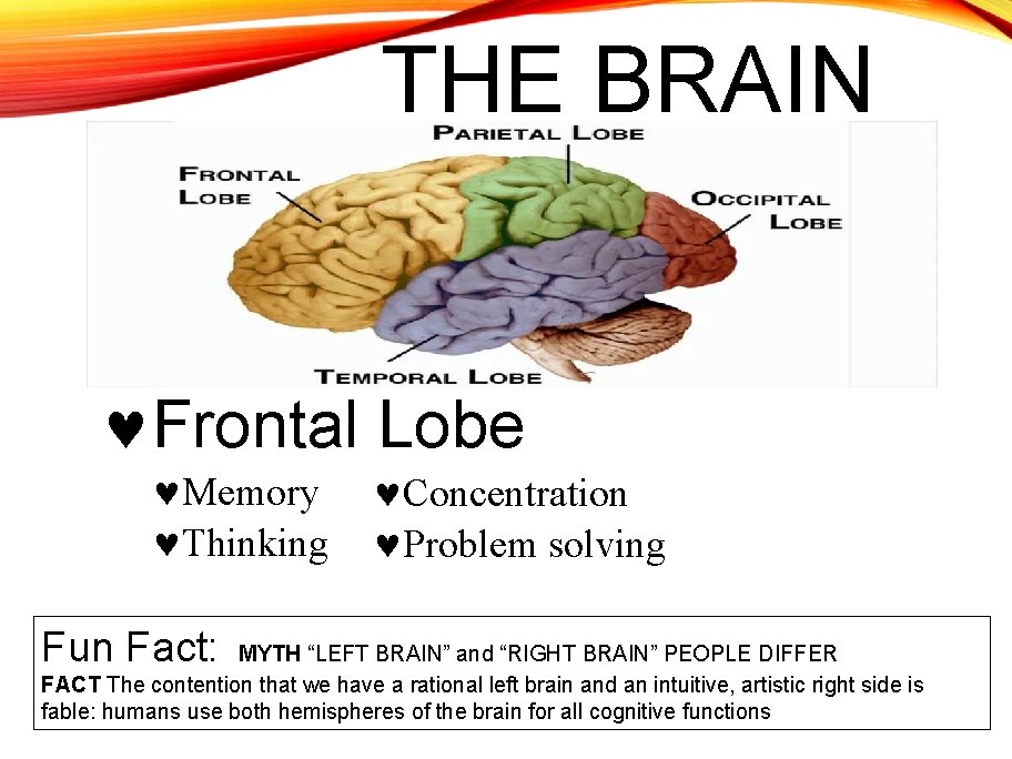 THE BRAIN Frontal Lobe Memory Thinking Fun Fact: Concentration Problem solving MYTH “LEFT BRAIN”