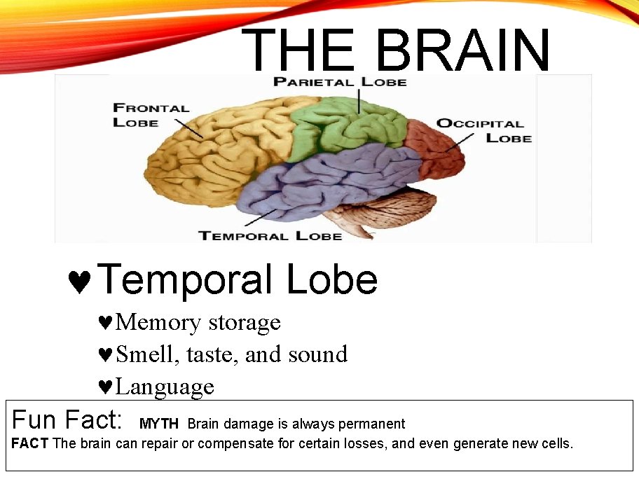 THE BRAIN Temporal Lobe Memory storage Smell, taste, and sound Language Fun Fact: MYTH