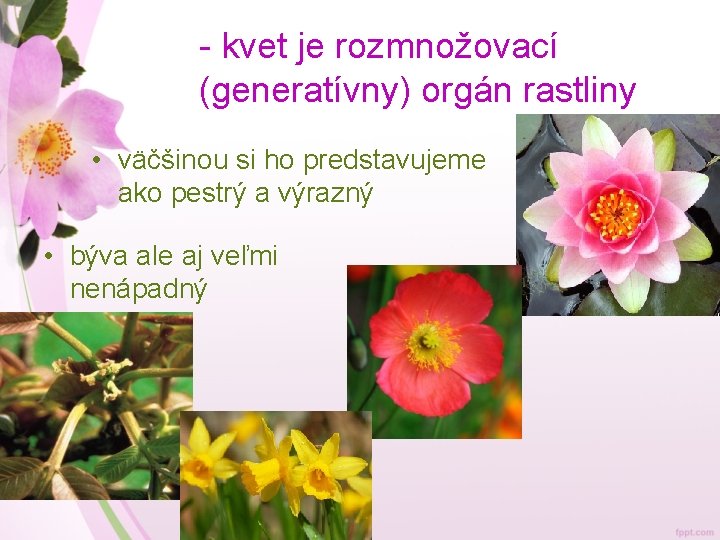 - kvet je rozmnožovací (generatívny) orgán rastliny • väčšinou si ho predstavujeme ako pestrý