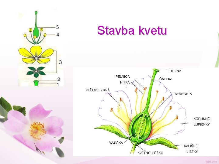 Stavba kvetu 