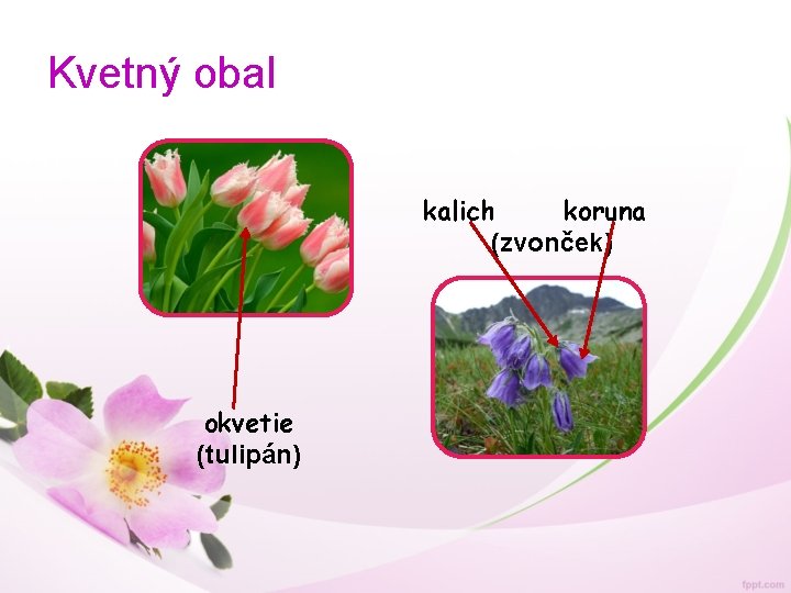 Kvetný obal kalich koruna (zvonček) okvetie (tulipán) 