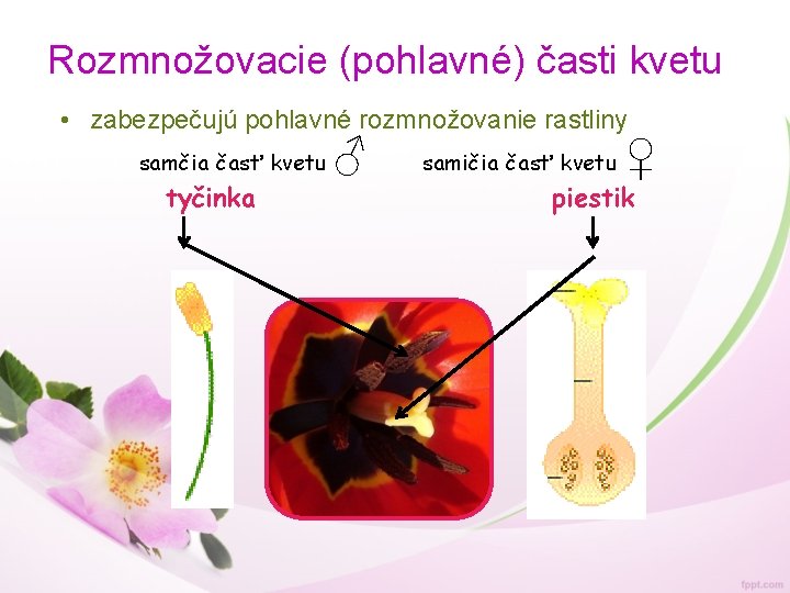 Rozmnožovacie (pohlavné) časti kvetu • zabezpečujú pohlavné rozmnožovanie rastliny samčia časť kvetu tyčinka ♂
