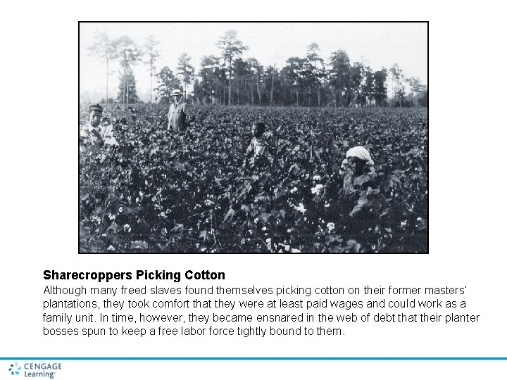 Sharecroppers Picking Cotton Although many freed slaves found themselves picking cotton on their former