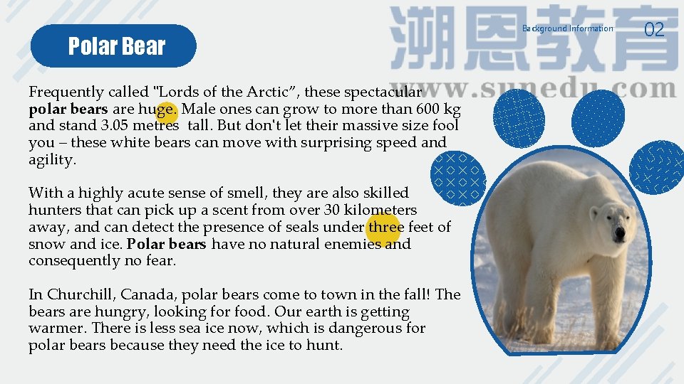 Polar Bear Frequently called "Lords of the Arctic”, these spectacular polar bears are huge. Polar Bear Frequently called "Lords of the Arctic”, these spectacular polar bears are huge.