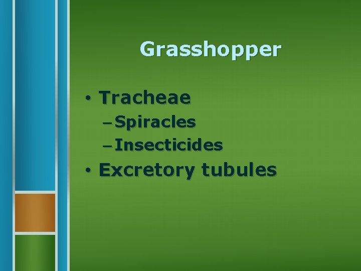 Grasshopper • Tracheae – Spiracles – Insecticides • Excretory tubules 