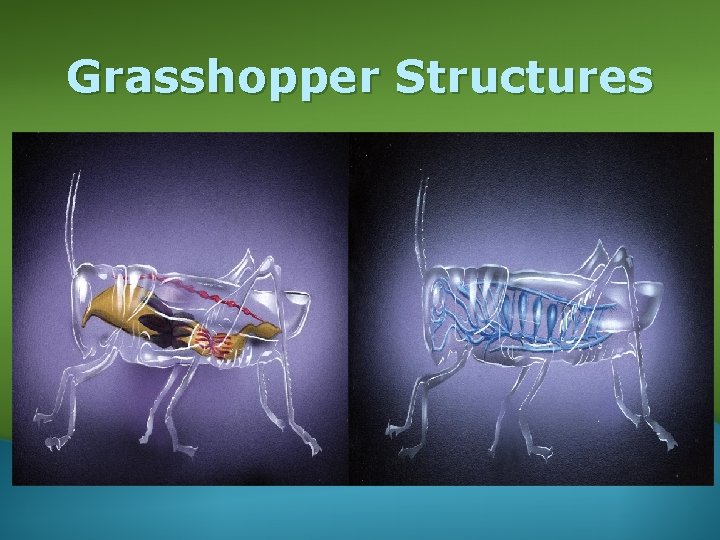 Grasshopper Structures 