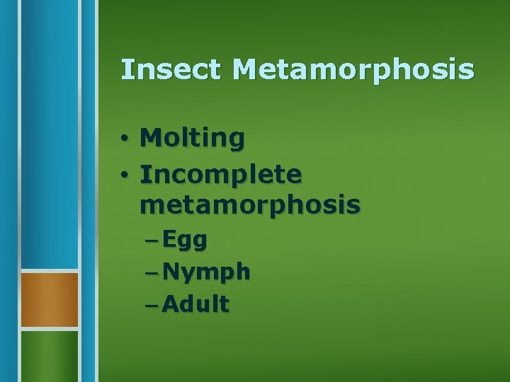 Insect Metamorphosis • • Molting Incomplete metamorphosis – Egg – Nymph – Adult 