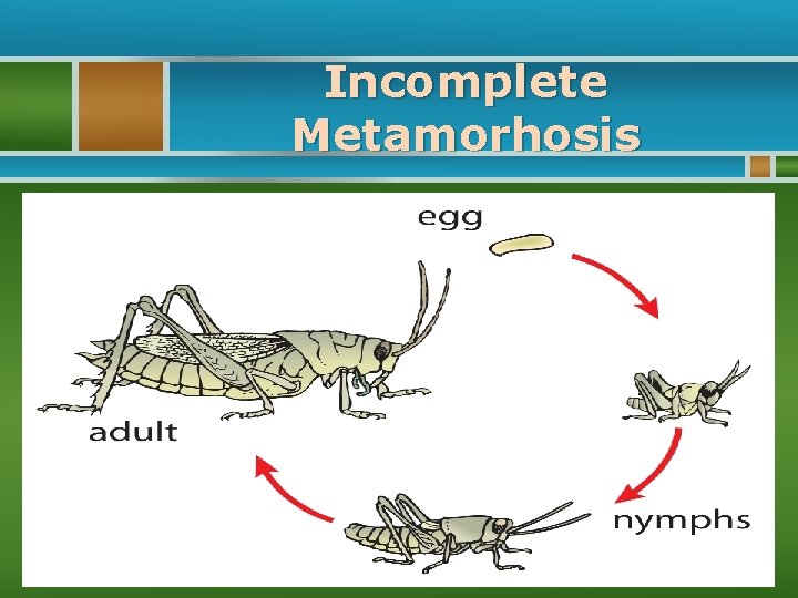 Incomplete Metamorhosis 