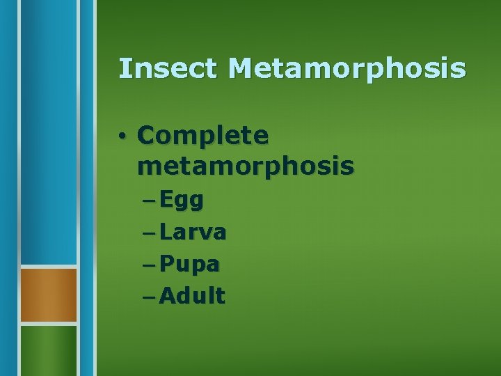 Insect Metamorphosis • Complete metamorphosis – Egg – Larva – Pupa – Adult 