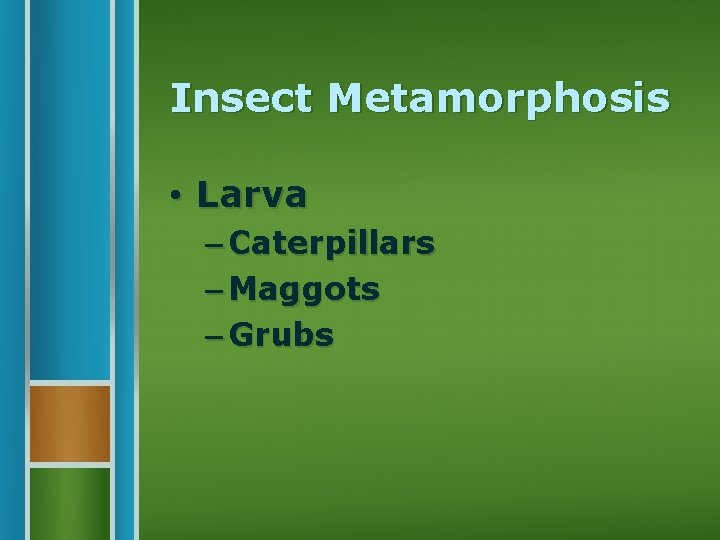 Insect Metamorphosis • Larva – Caterpillars – Maggots – Grubs 