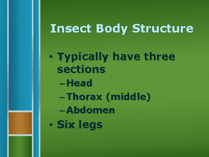 Insect Body Structure • Typically have three sections – Head – Thorax (middle) –