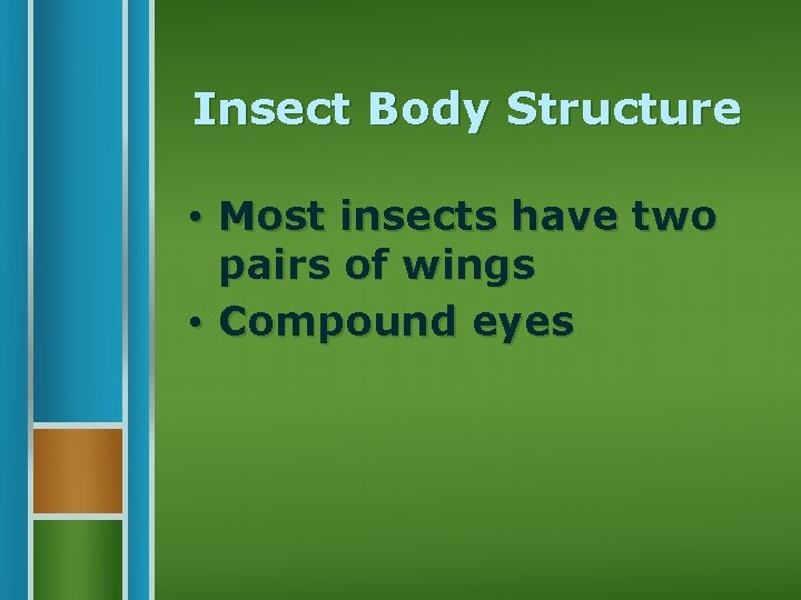 Insect Body Structure • Most insects have two pairs of wings • Compound eyes