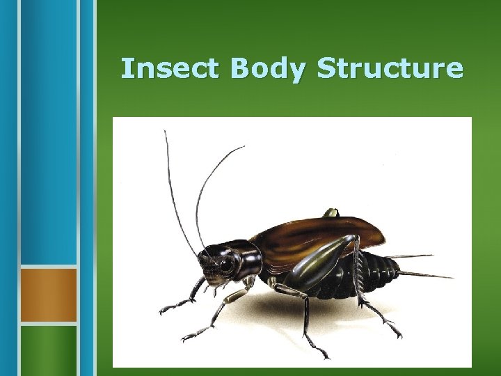 Insect Body Structure 