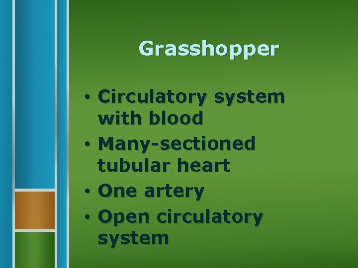 Grasshopper • Circulatory system with blood • Many-sectioned tubular heart • One artery •